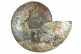 Cut & Polished Ammonite Fossil (Half) - Madagascar #241017-1
